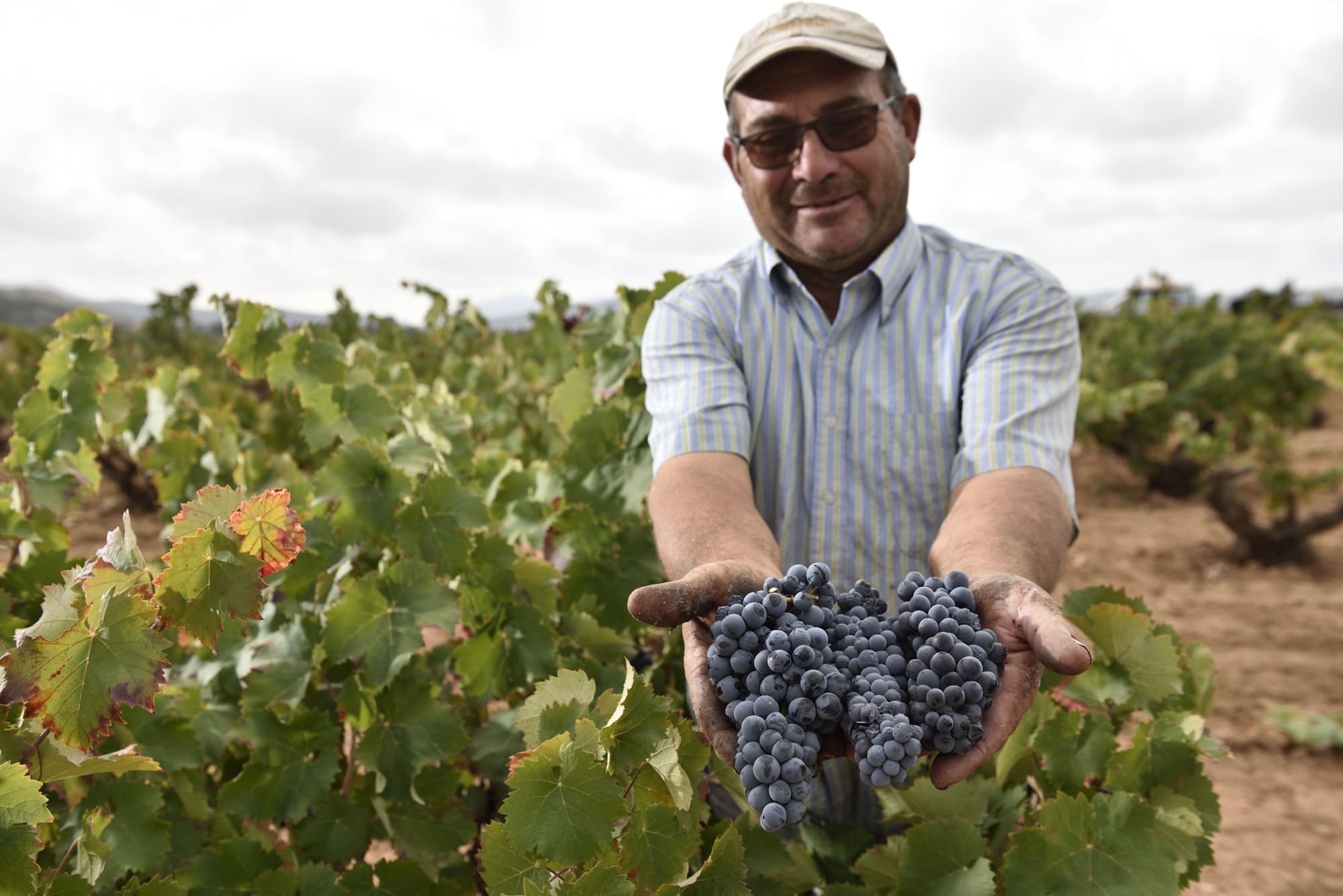 Bodega Coop 2-233-Pinoso PEQ.jpg