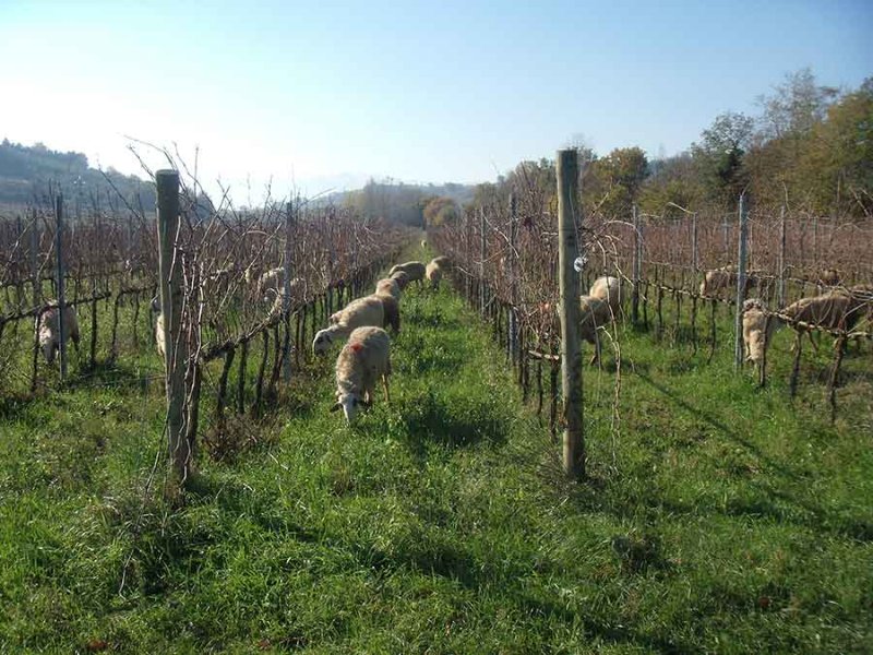 vini-raina-umbria-vigneto-pecore.jpg