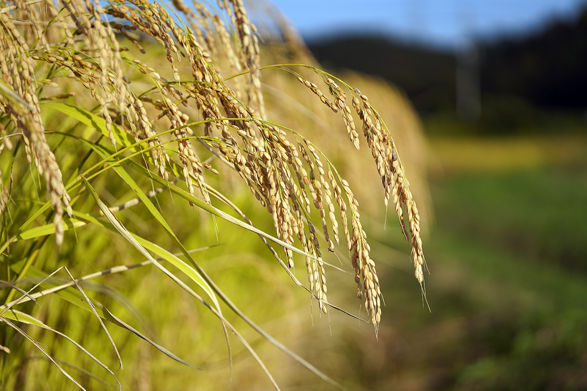 Dégustation de fromage et raisin