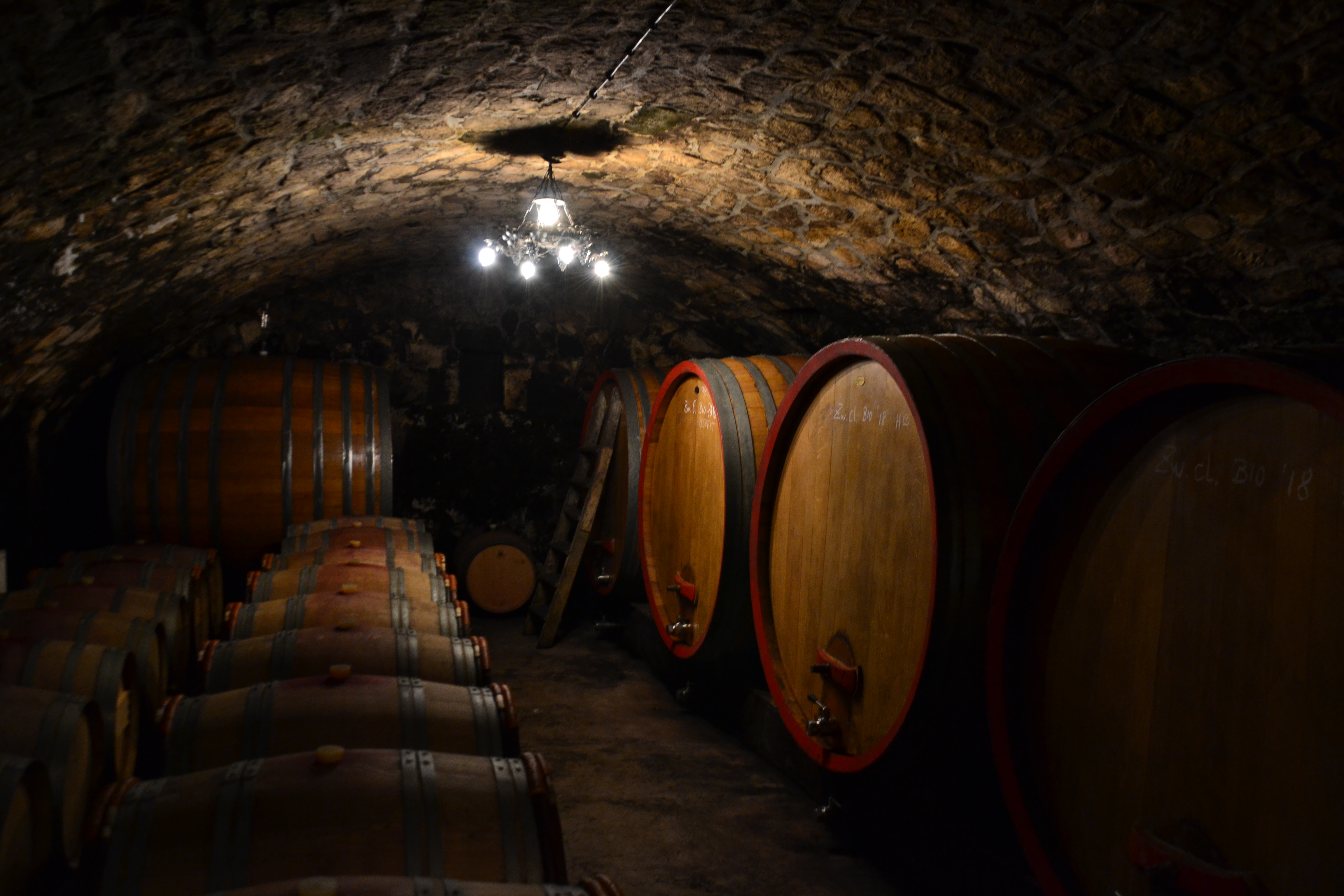 Grappes de raisin dans les vignes