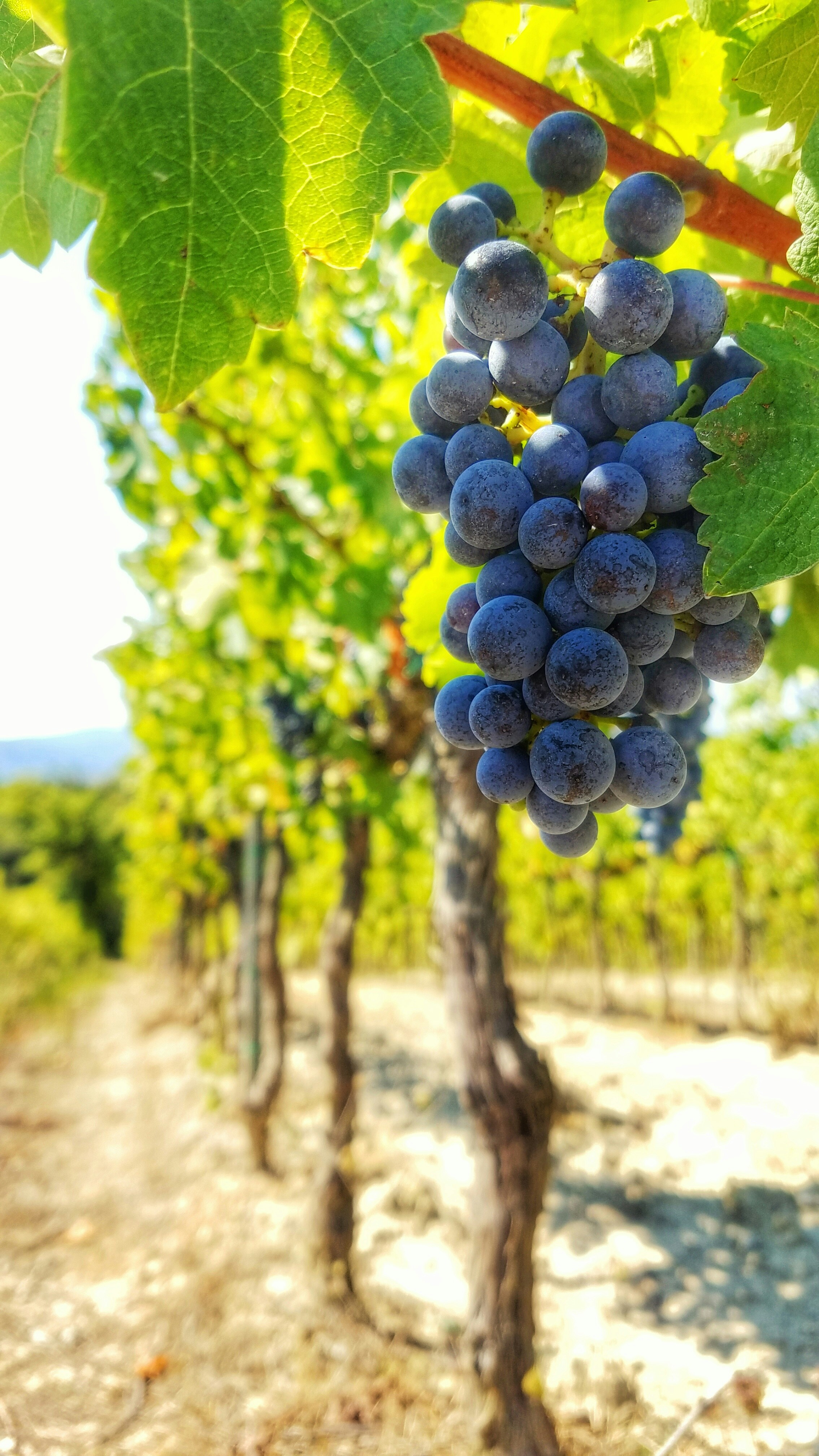 Grappes de raisin dans les vignes
