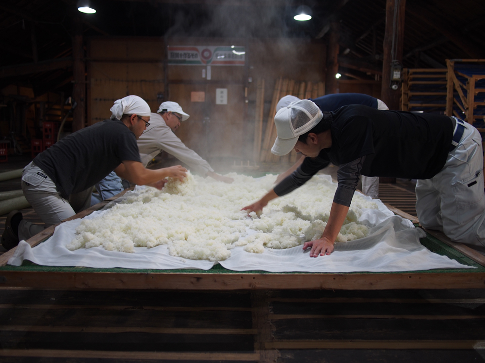 Fermentation du saké
